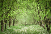 Aperturee - Spring Summer Flowers Forest Backdrop For Photo Booth